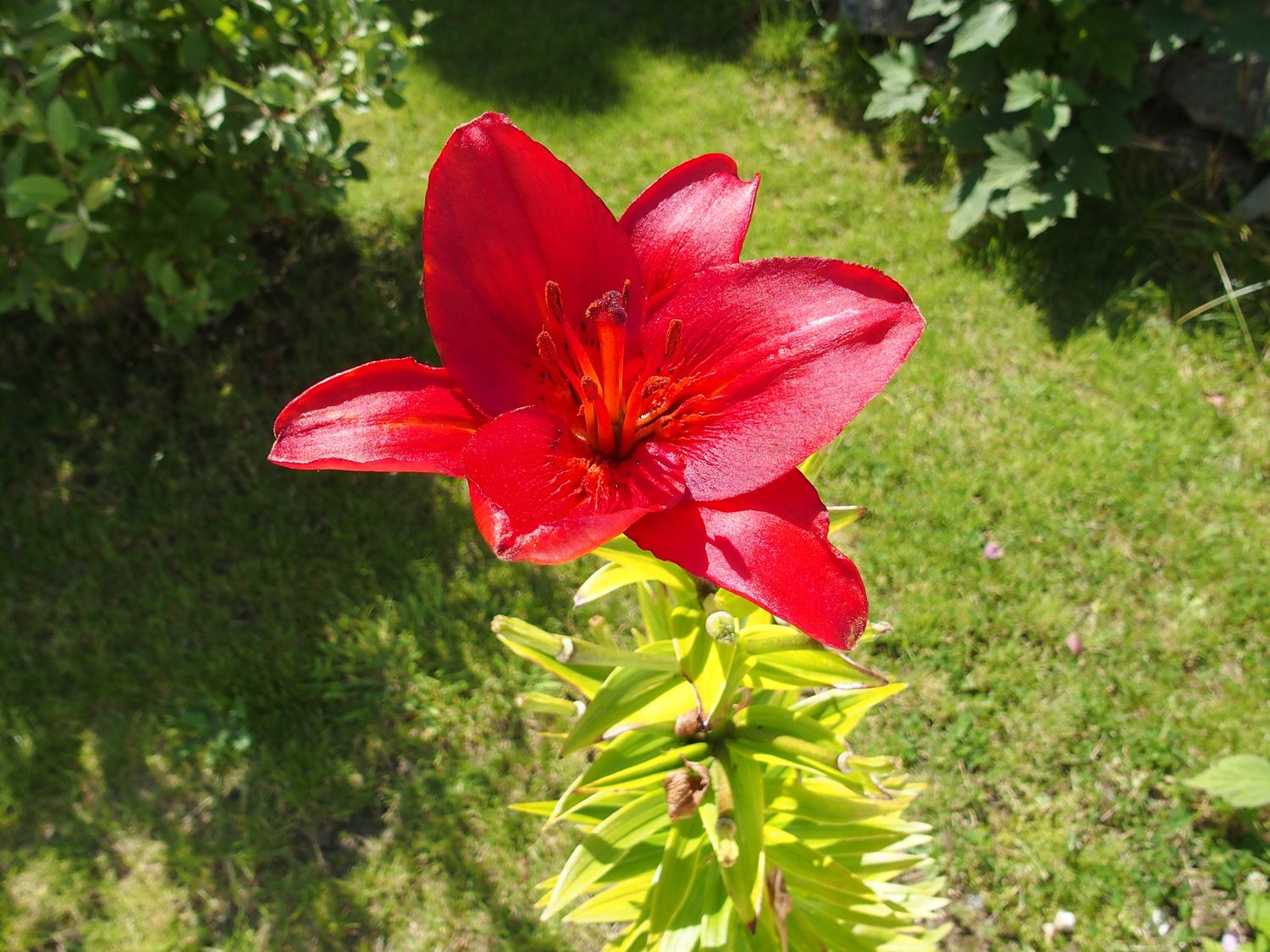 liliom Skcia
