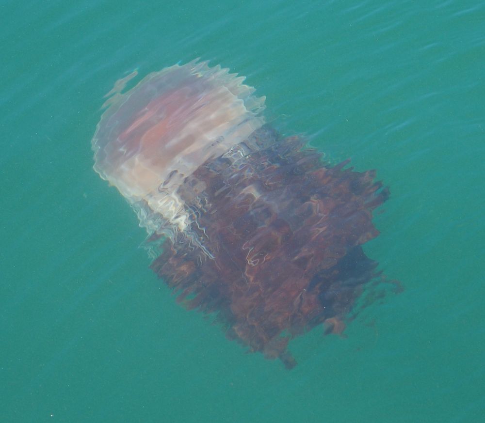 meduza