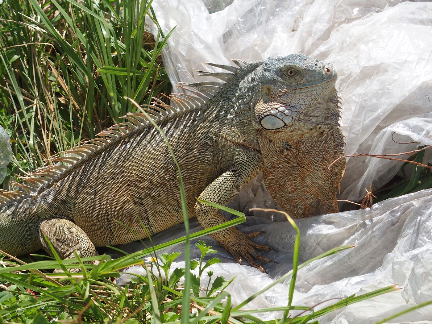 leguan