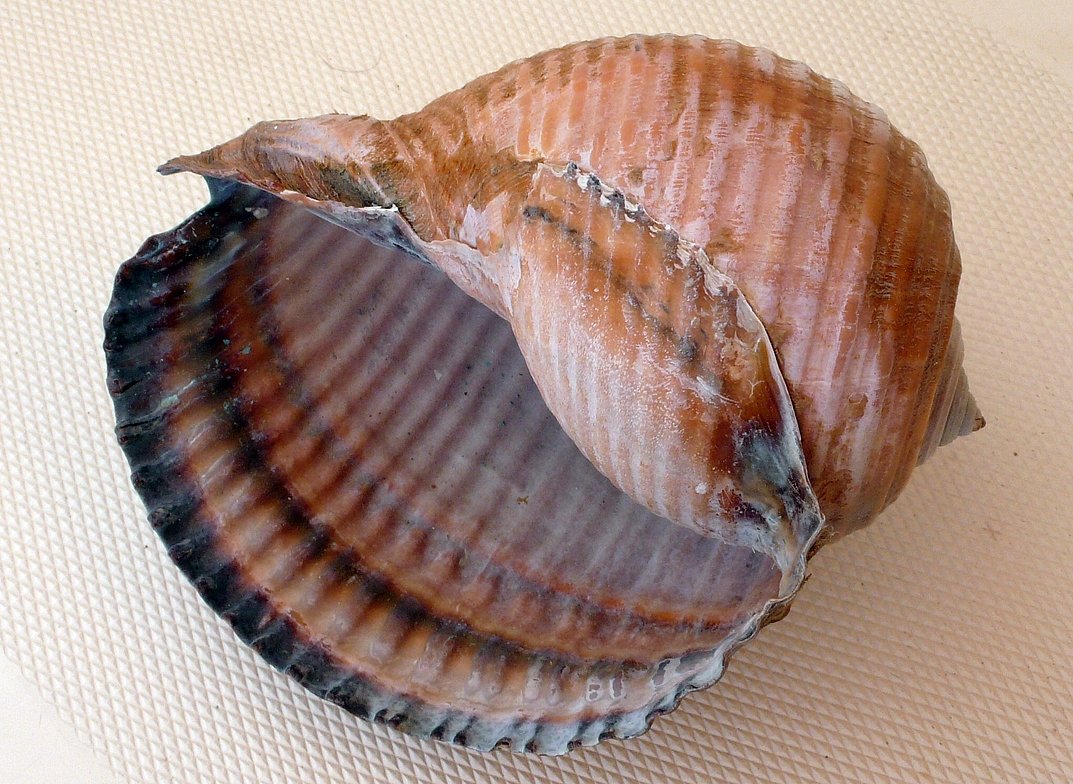 sisakcsiga
