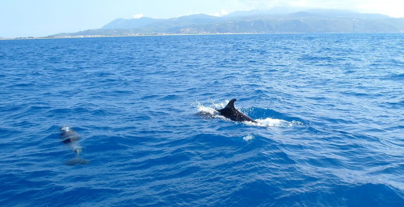 delfinek
