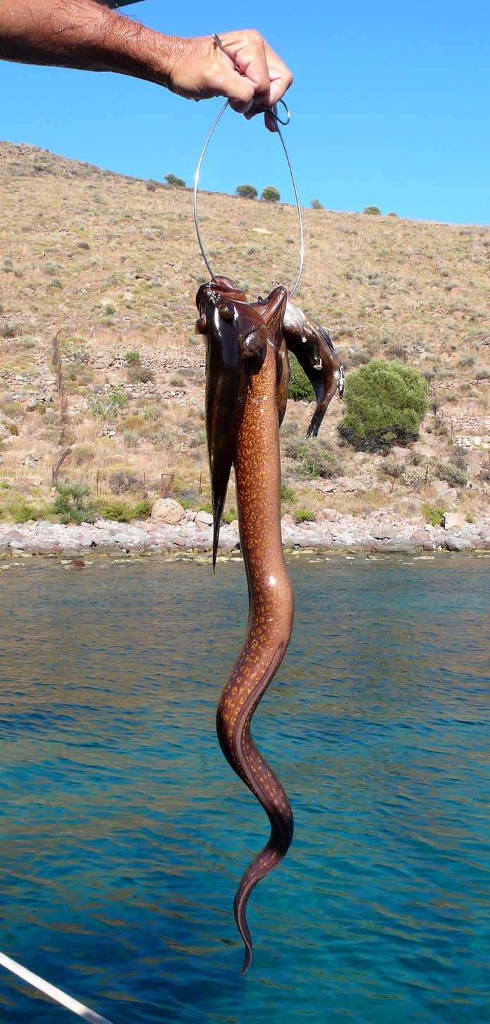 murena