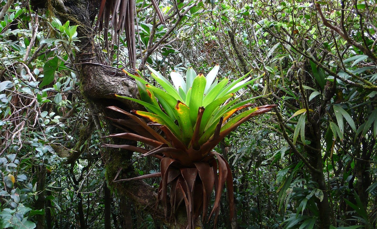 Guadeloupe eserd virg