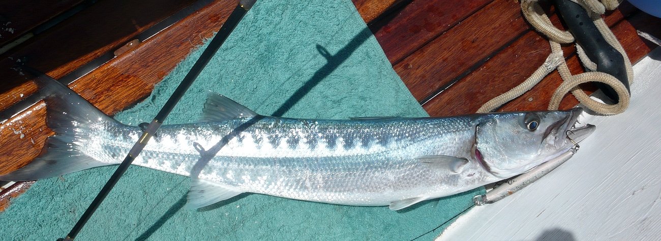 barrakuda
