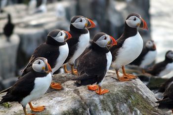 Inner Farne puffins