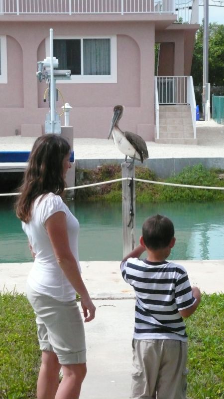 pelikn