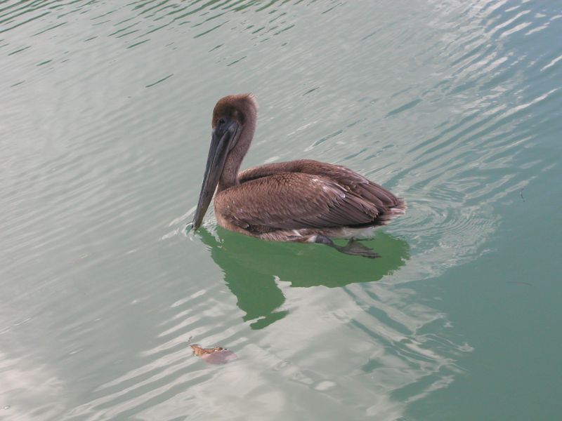 pelikn