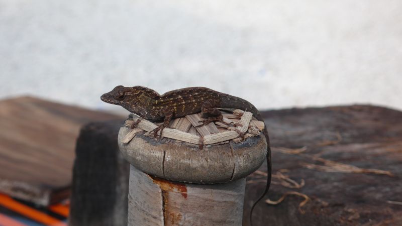 gekk