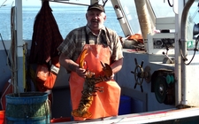 homar halasz lobster