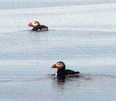 kt lunda puffin