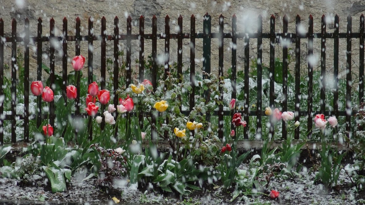 tulipnok hessben
