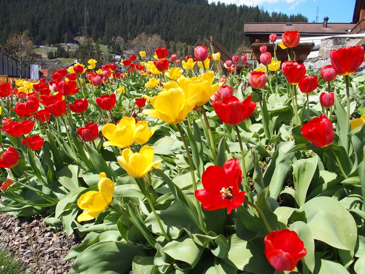 tulipn a hegyekben