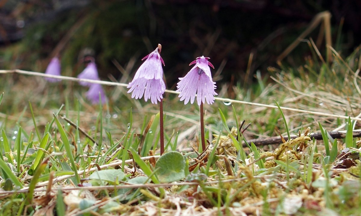 harangrojt soldanella