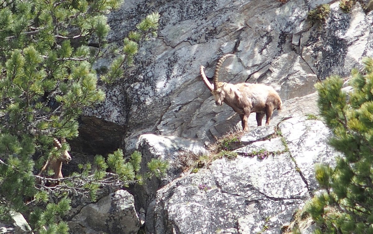 Steinbock, Capra Ibex, kszli kecske