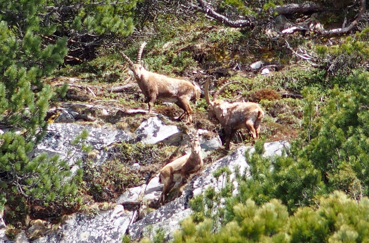 Steinbock, Capra Ibex, kszli kecske csald