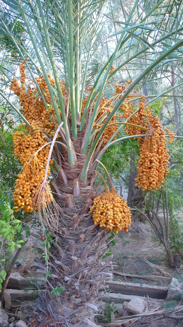 datolya