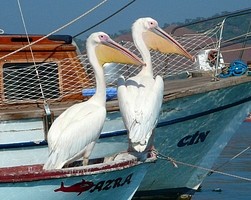 Fethiye - Kalkan pelikanok