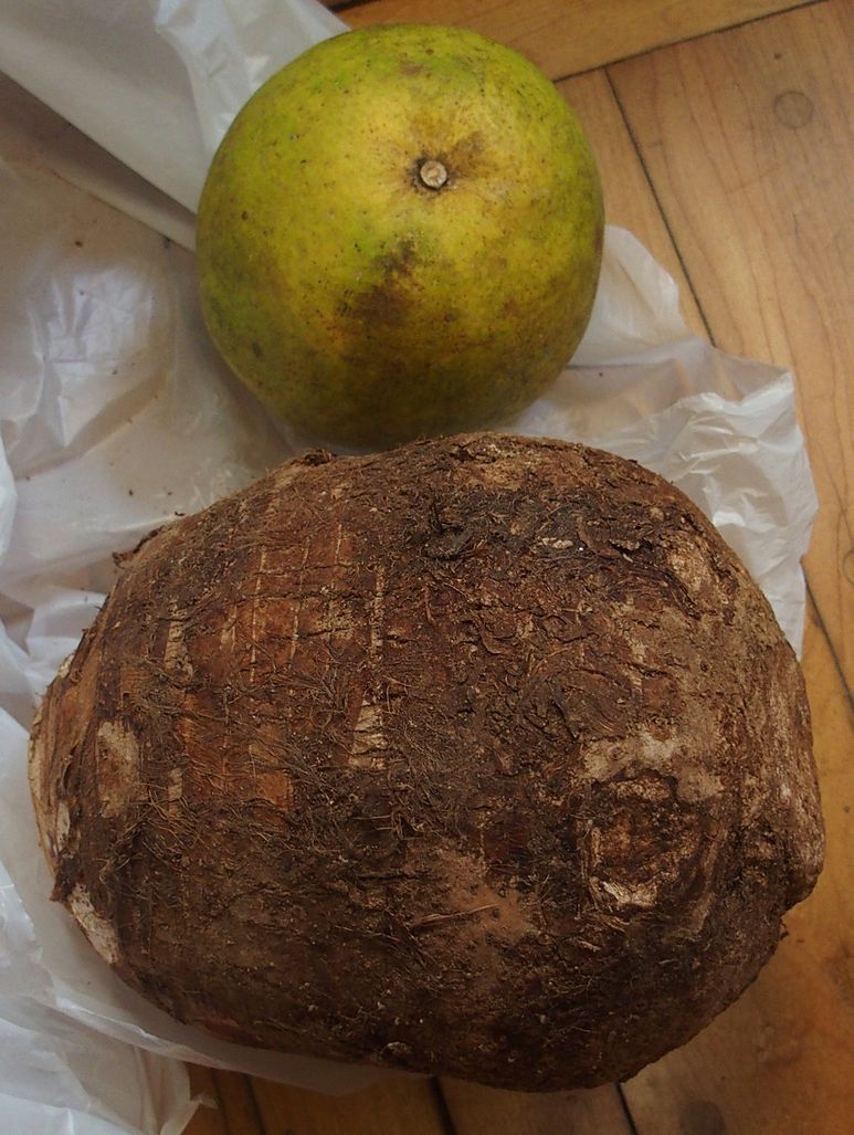 dasheen grapefruit