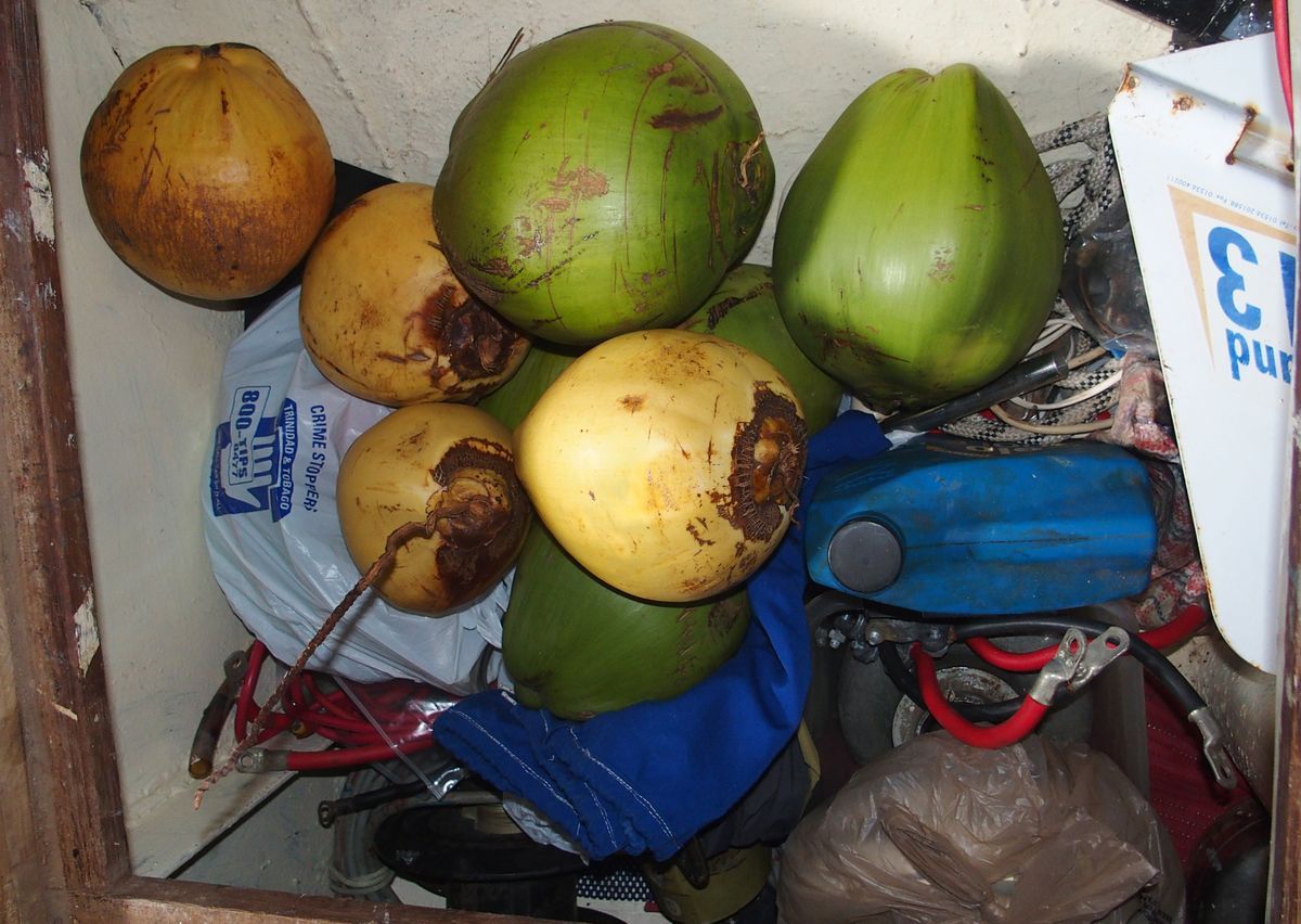 coconut