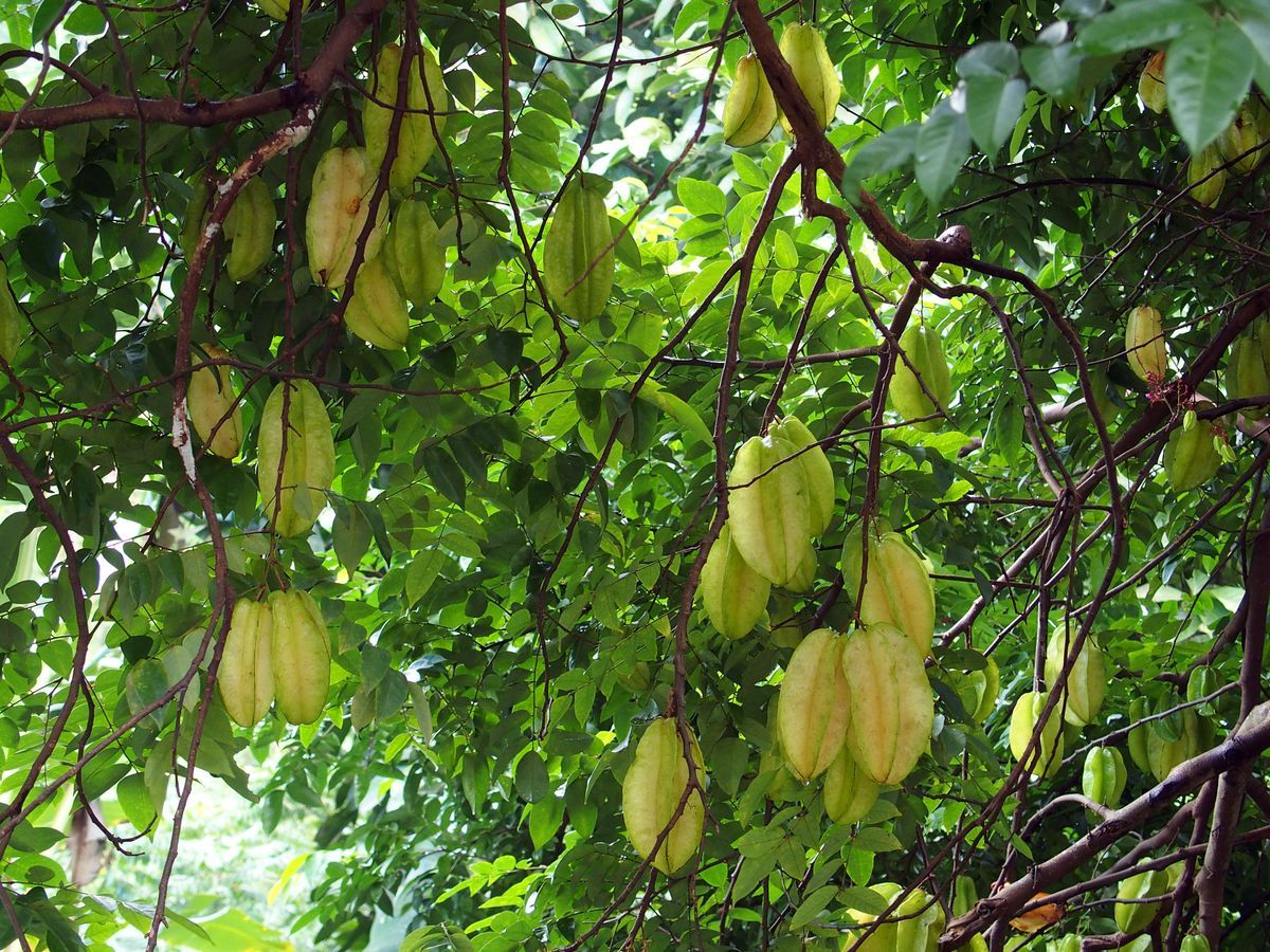 karambola