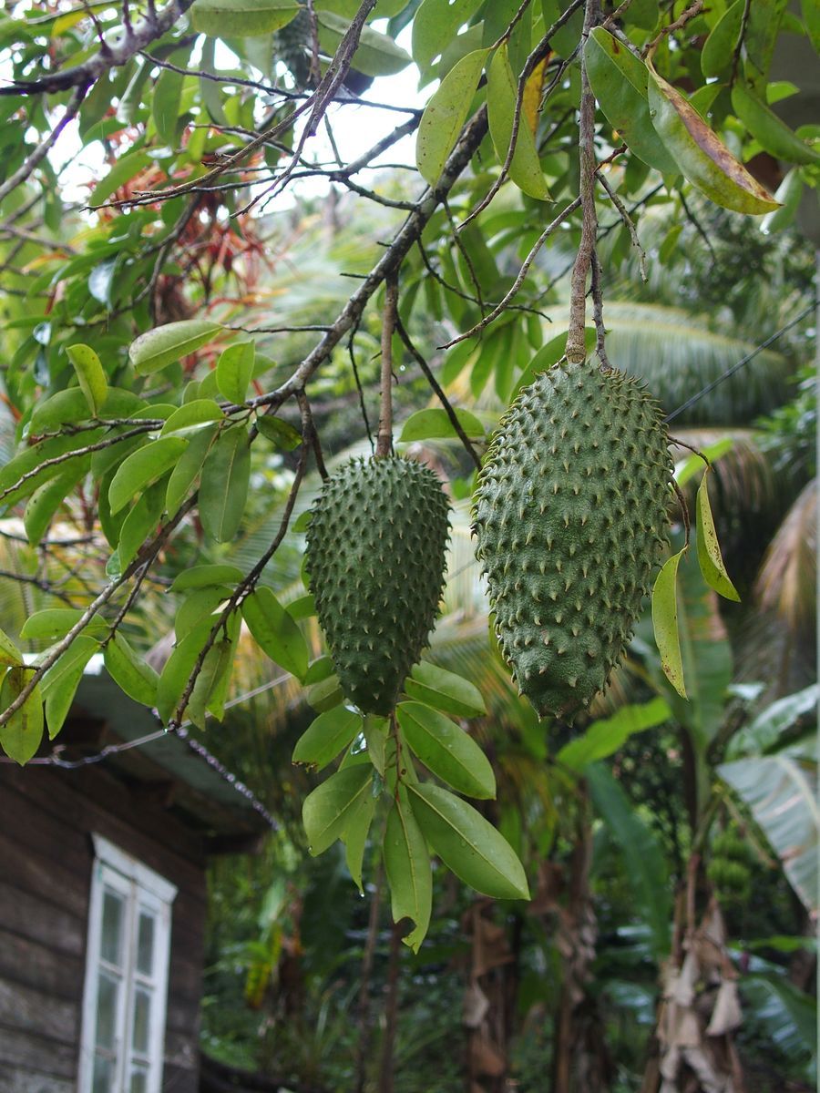 soursop
