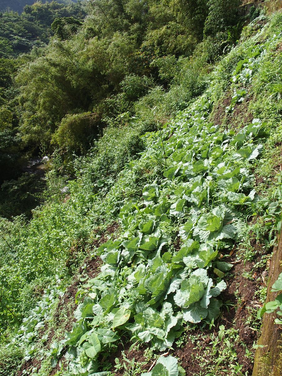 kelkposzta Grenada