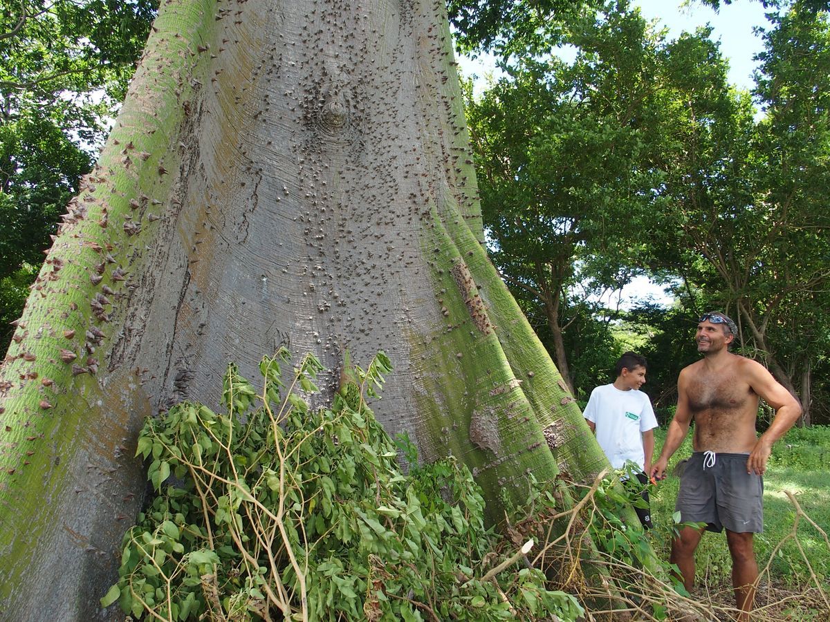 kapokfa Grenada