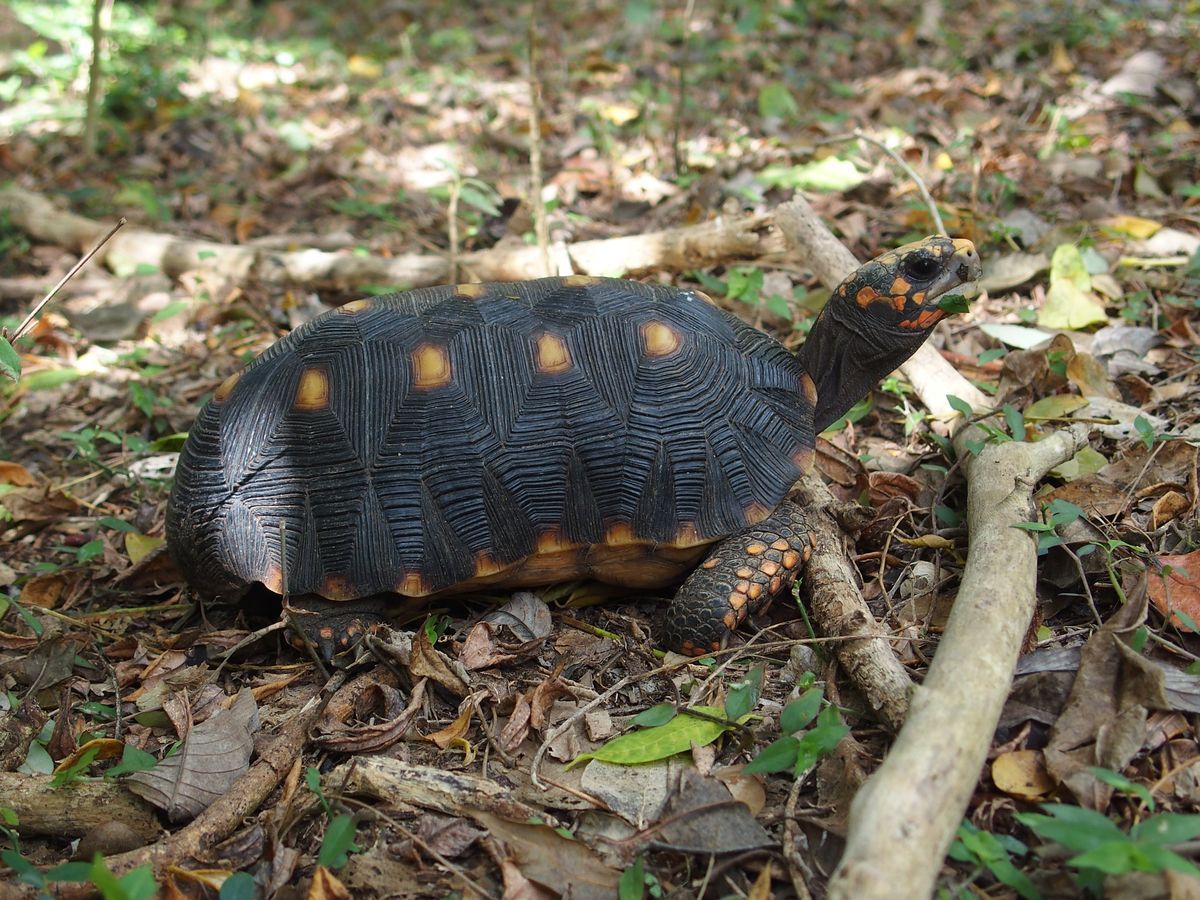 szrazfldi tekns Grenada