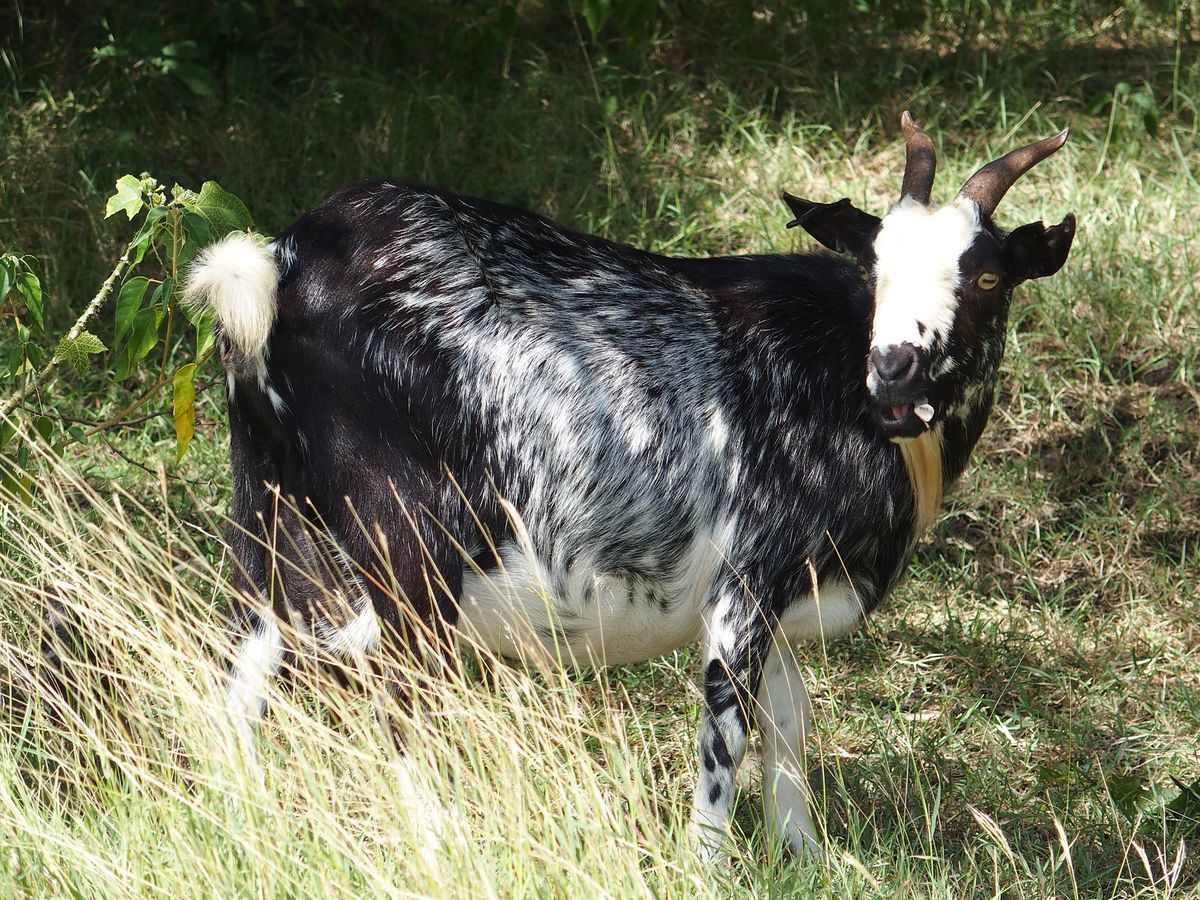 goat fekete-fehr kecske Grenada