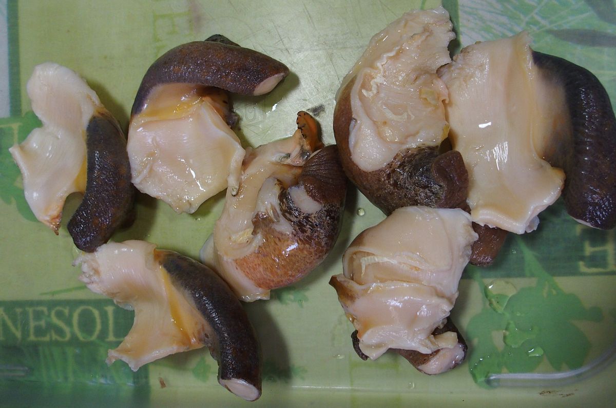 conch csiga