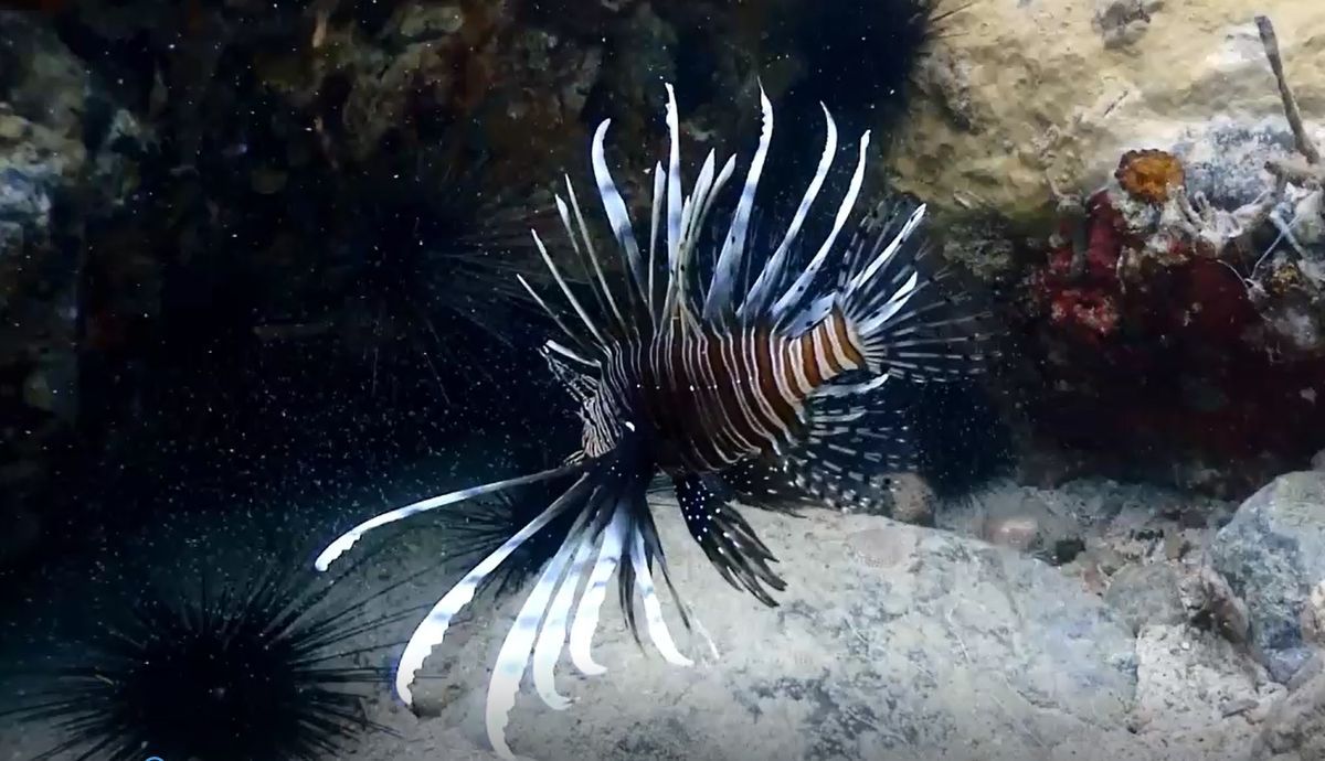 lionfish, oroszlnhal, tzhal