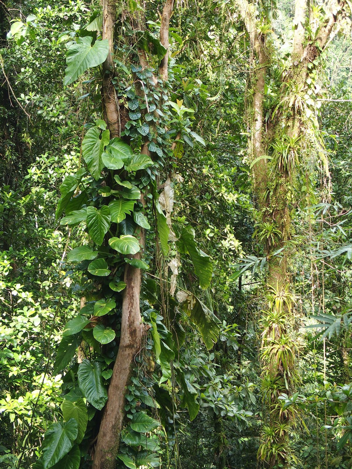 eserd Martinique
