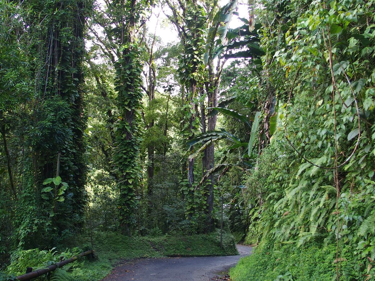 eserd Martinique