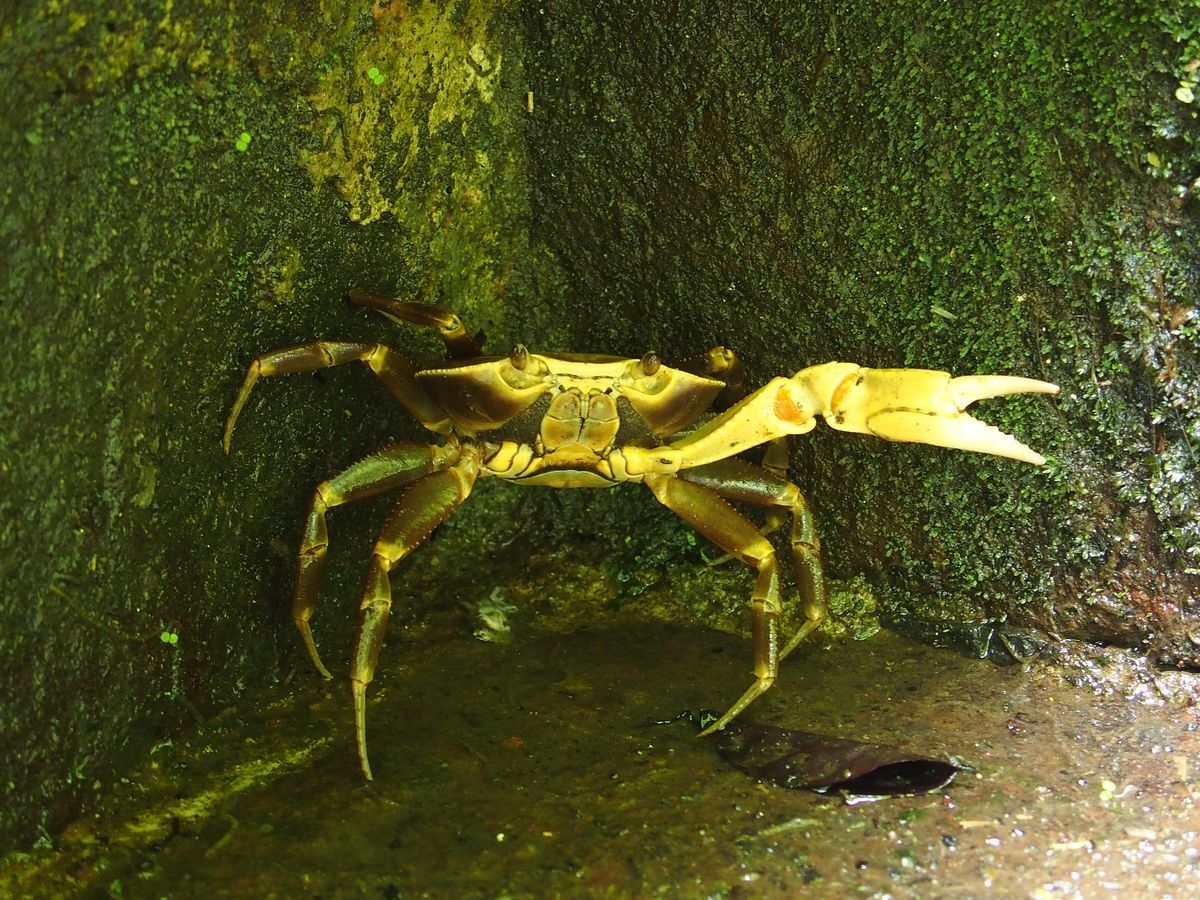 eserd Martinique