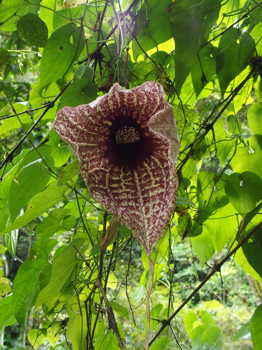 eserd virgai Martinique 