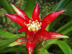 esoerdo viraga bromelia