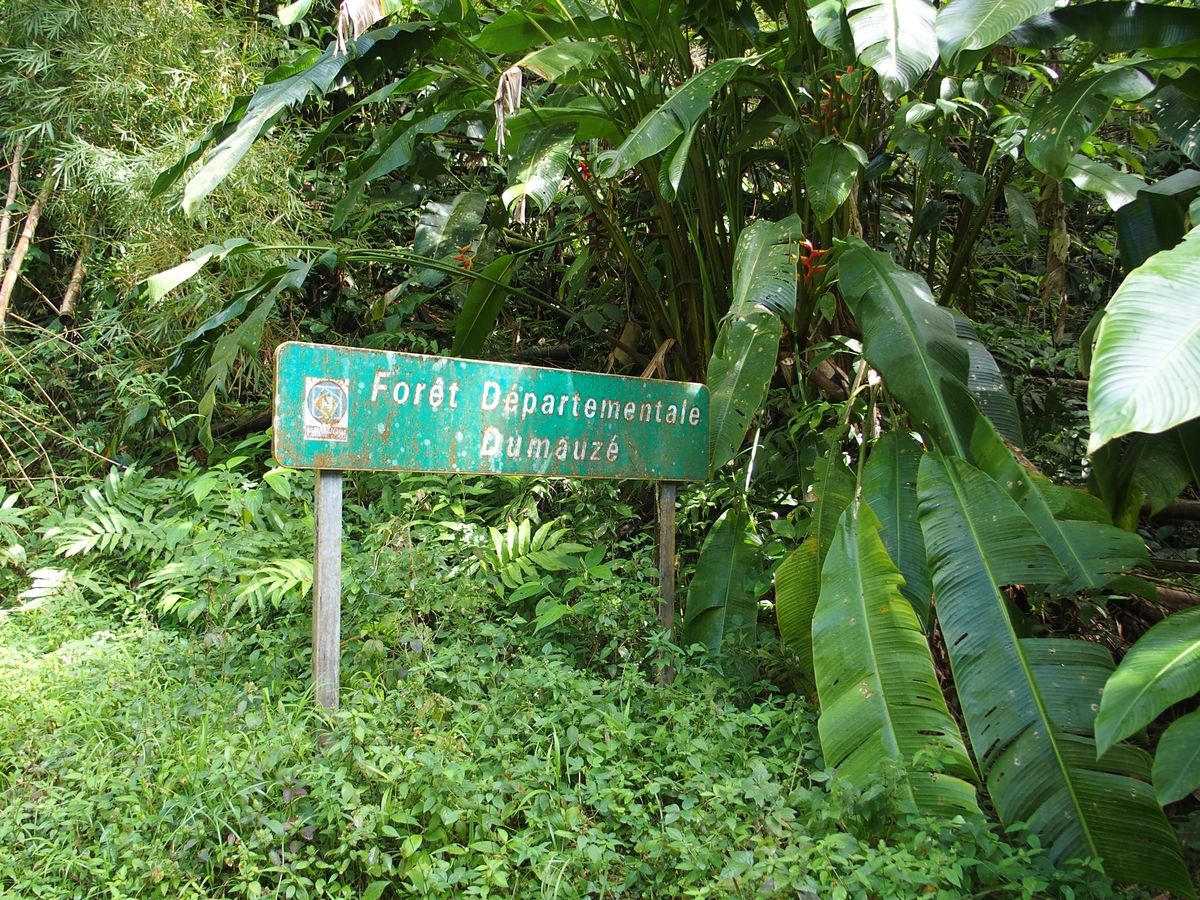 Dumauze