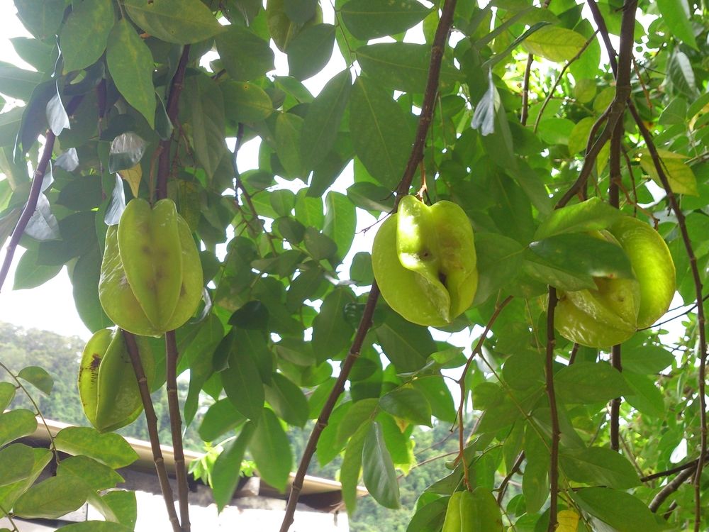 karambola