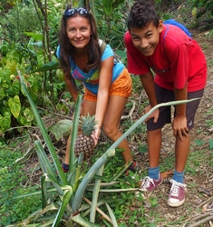 ananasz Dominica