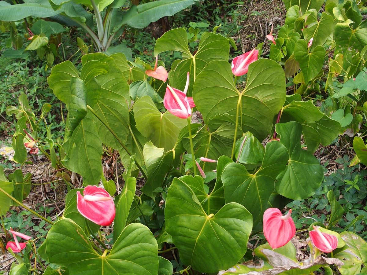 anthurium