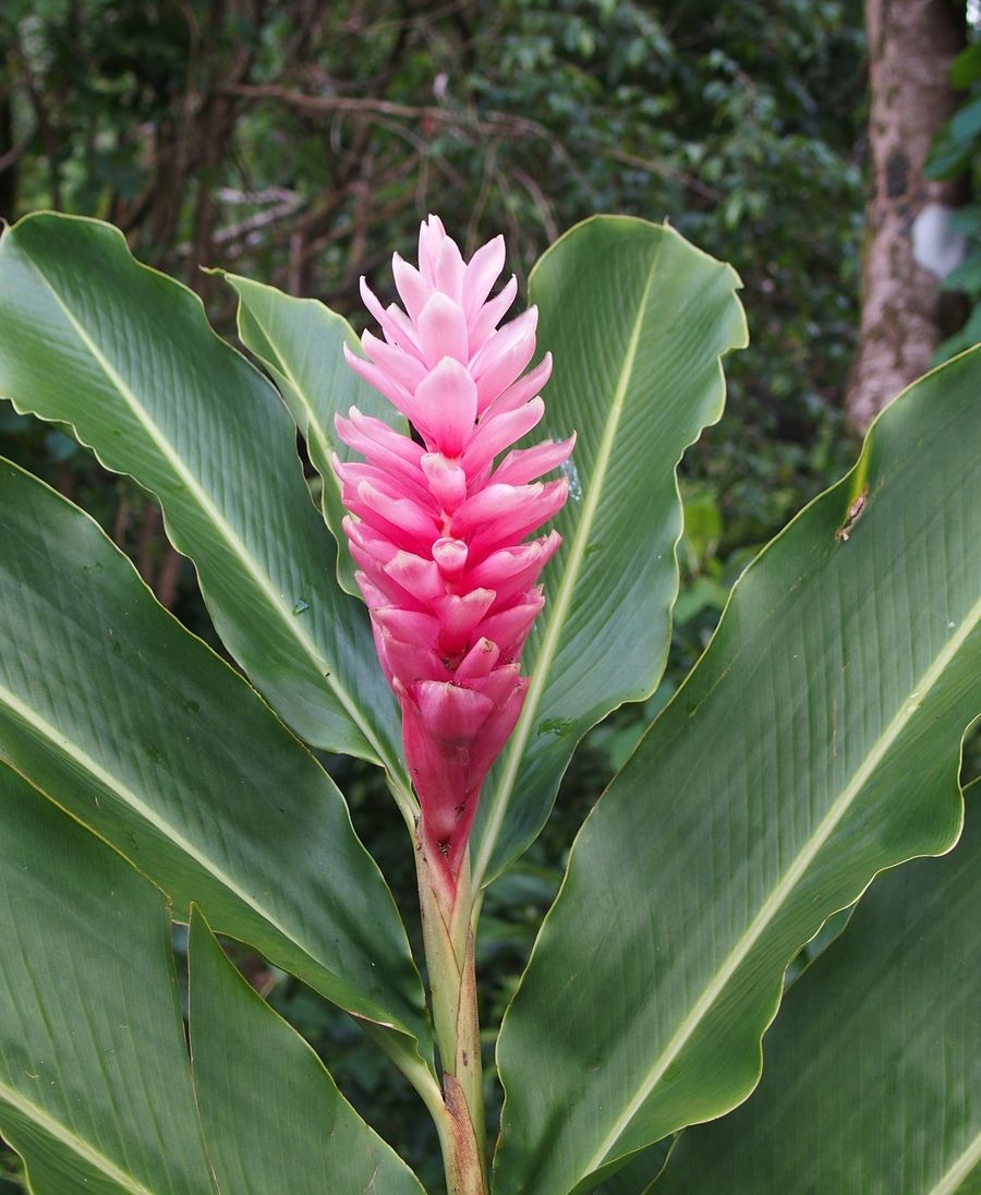 red ginger