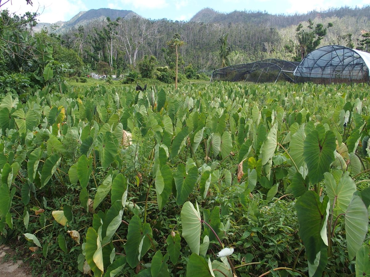 callaloo