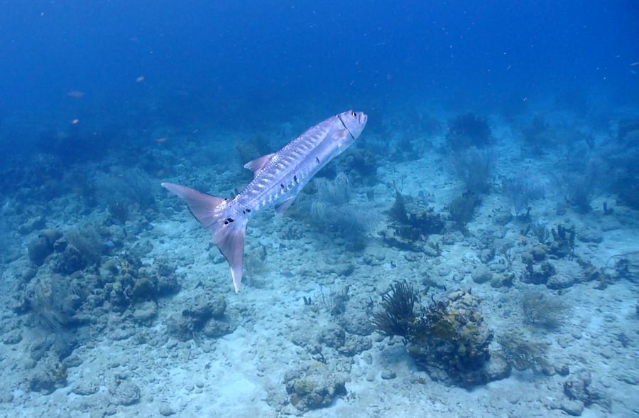 barracuda