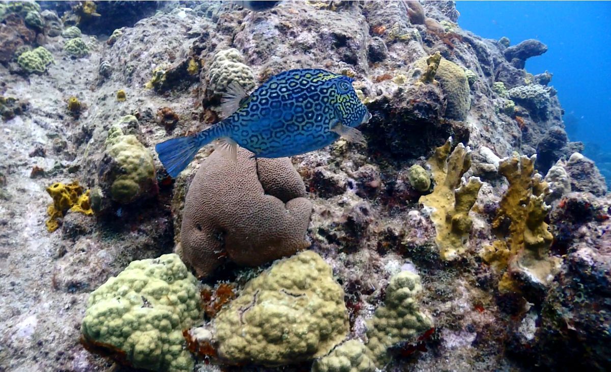 boxfish