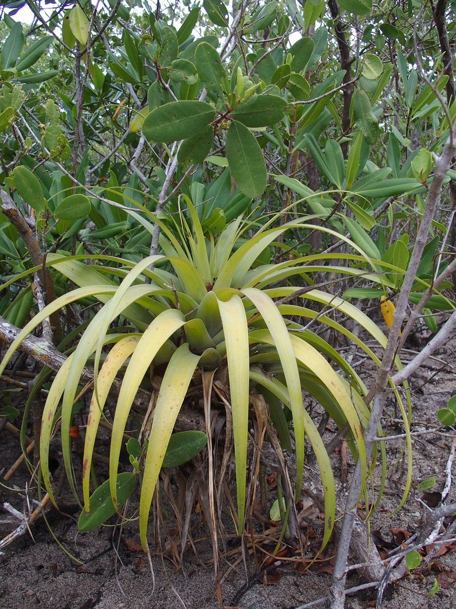 bromelia