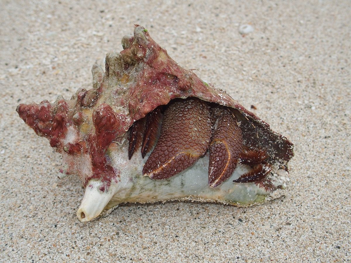 conch
