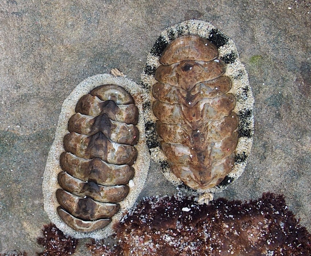 szemcss bogrcsiga