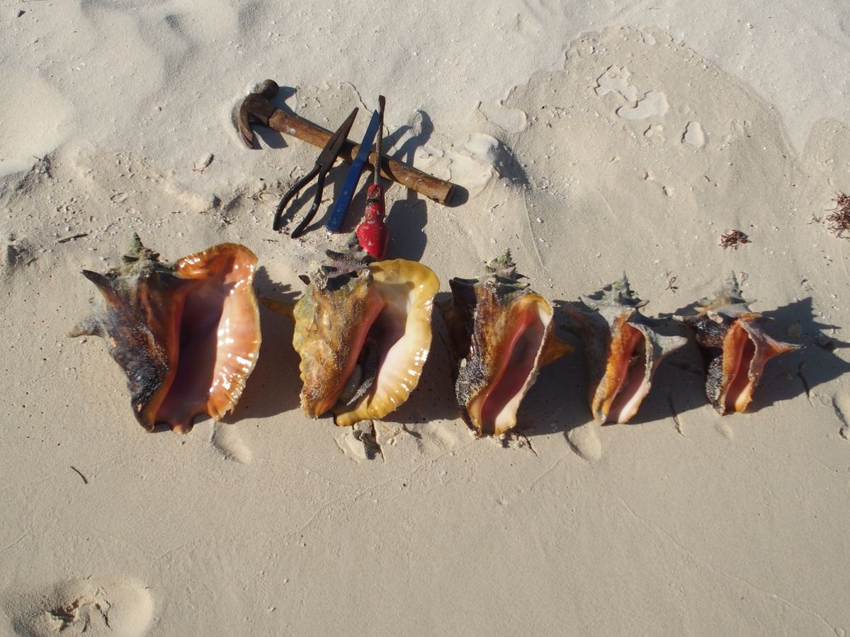 conch csigahazak