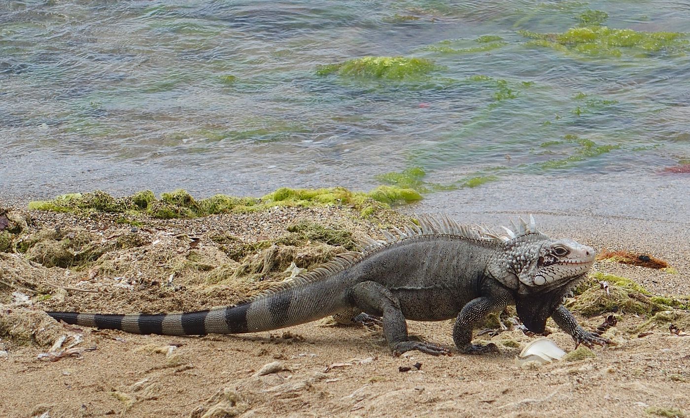 leguan Amerikai Virgin-szigetek