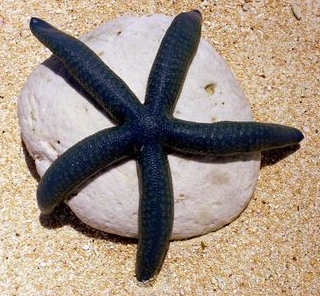 kepes utibeszamolo